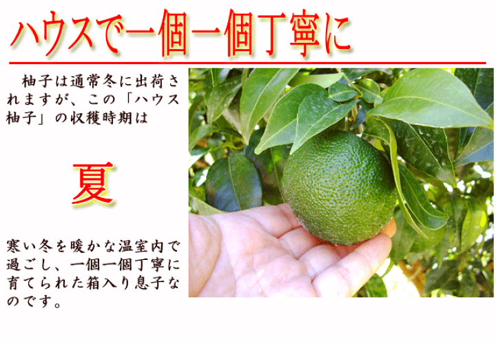 楽天市場 温室ゆず 約600g 高知産 ご家庭用 送料無料 9 15玉 ハウス柚子 ゆず 期間限定 ユズ 柚子玉 日本一の産地から直送 薬味 香酸柑橘 青柚子 ゆず酢 ゆず油 果皮 果汁 柚子胡椒 青唐辛子 木頭 海野 山根 多田錦 リモネン ピネン ギフト プレゼント 産地直送