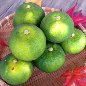  Ȃ 1kg mY 6`14ʂق y̐|݂  cF ƒp 召oo 炩Ȏ_ ̍_k  hg