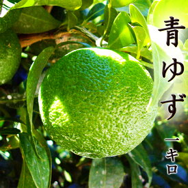 青ゆず 柚子 1kg 高知産 ご家庭用 キズあり ユズ 柚子玉 送料無料 日本一の産地から直送 薬味 香酸柑橘 青柚子 黄柚子 香橙 ゆず茶 ゆず酢 ゆず油 果皮 果汁 柚子胡椒 青唐辛子 ユズ湯 冬至 木頭 海野 山根 リモネン ピネン ギフト プレゼント お歳暮