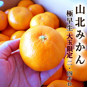 みかん 極早生 2.4kg 送料無料 大玉限定 ご家庭用 高知産 山北産 L〜2Lサイズ 甘い 高糖度 濃厚 ミカン 蜜柑 温州みかん ギフト