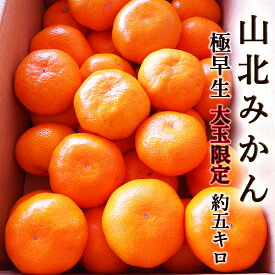 みかん 極早生 約5kg 送料無料 大玉限定 ご家庭用 高知産 山北産 2Lサイズ 甘い 高糖度 濃厚 ミカン 蜜柑 温州みかん ギフト