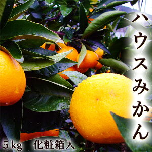 みかん 箱 5kgの人気商品 通販 価格比較 価格 Com