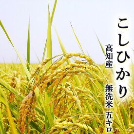 こしひかり 5kg 無洗米 高知県産 令和5年産 BG米 精米 お米 こめ 白米 ご飯 ごはん コシヒカリ ギフト プレゼント 産地直送 銀シャリ