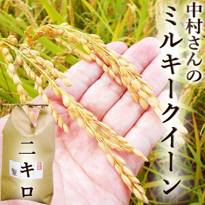 新米 ミルキークイーン 2kg 令和7年産 送料無料 中村さんのミルキークイーン 高知産 生産者限定 精米 お米 こめ 白米 ご飯 ごはん 低アミロース おにぎり ギフト プレゼント 産地直送 銀シャ
