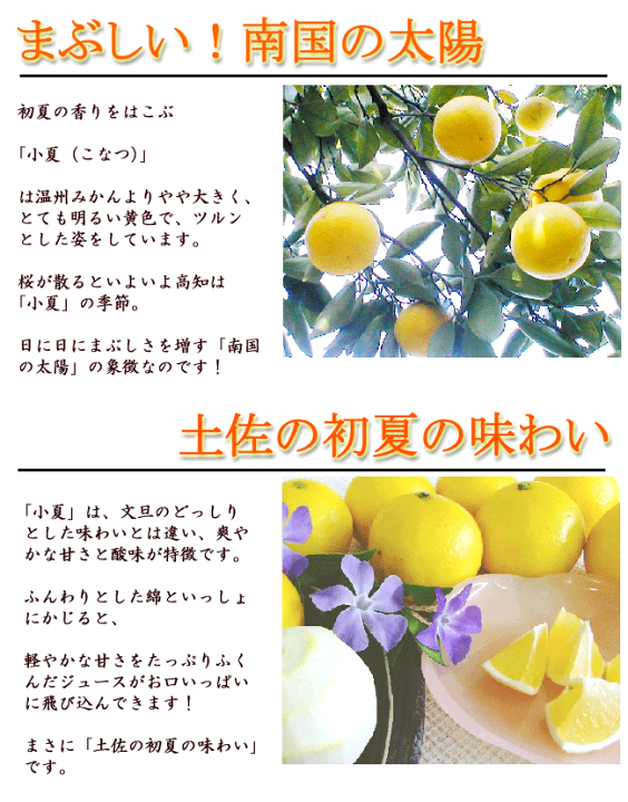 土佐小夏5k 楽天市場】土佐小夏 石灰質の土壌で育てた 減農薬 小夏 5kg 高知