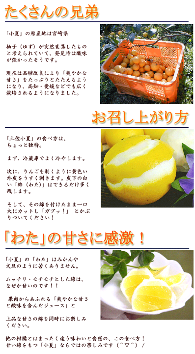 夏みかん様 確認用 ミヤモトオレンジガーデン みかん 日向夏 ニューサマーオレンジ