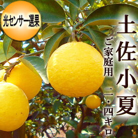 土佐小夏 2.4キロ 高知産 ご家庭用 М～Lサイズ 光センサー選果 送料無料 小夏 こなつ ニューサマーオレンジ 日向夏 糖度 酸度 ギフト プレゼント 母の日 お中元 フルーツ みかん
