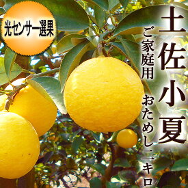 土佐小夏 2キロ 高知産 ご家庭用 М～Lサイズ 光センサー選果 送料無料 小夏 こなつ ニューサマーオレンジ 日向夏 糖度 酸度 ギフト プレゼント 母の日 お中元 フルーツ みかん