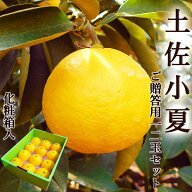 土佐小夏 ご贈答用12玉セット 高知産 ご贈答用 Lサイズ 光センサー選果 化粧箱入 送料無料 小夏 こなつ …