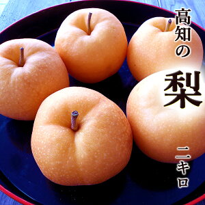  Ȃ 2kg  mY 4`6 K z LȂ ƒp Yn Y ʏ`Ղ Â x  iV َq Mtg v[g 