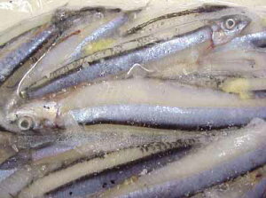 VRLriS 500g×3 Y тȂ RIiS {ECV LrAiS gގe  hg  g ߂  тȂPs jV