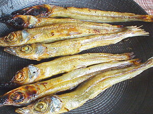  300g 銱 Y ܂ jMX E ILE 