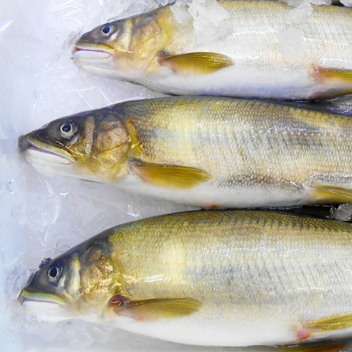楽天市場 子持ち鮎 約1kg 高知産 10尾前後 送料無料 国産 養殖 子持ちあゆ 香魚 塩焼き 甘露煮 たまごがぎっしり 鮎 アユ ギフト プレゼント お中元 お歳暮 アグリファーム高知 楽天市場 子持ち鮎 約1kg 高知産 10尾前後 送料無料 国産 養殖 子持ちあゆ 香魚 塩焼き 甘露煮 たまごがぎっしり 鮎 アユ ギフト プレゼント お中元 お歳暮 アグリファーム高知