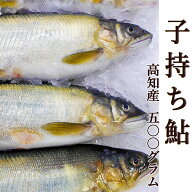 10％オフ 子持ち鮎 500g 高知産 4〜5尾前後 送料無料 国産 養殖 子持ちあゆ 香魚 塩焼き 甘露煮 たまごが…