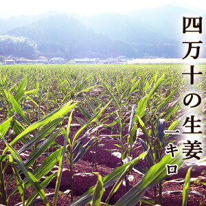 四万十のしょうが 生姜 約1キロ 高知県四万十町産 送料無料 ひね生姜 土佐一 ginger 日本一の産地からお届け しょうが ショウガ 国産 giger 紅茶 パウダー 粉末 シロップ 生姜湯