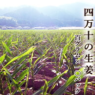 四万十のしょうが 生姜 約100g×10パック 高知県四万十町産 ひね生姜 土佐一 ginger 日本一の産地からお…