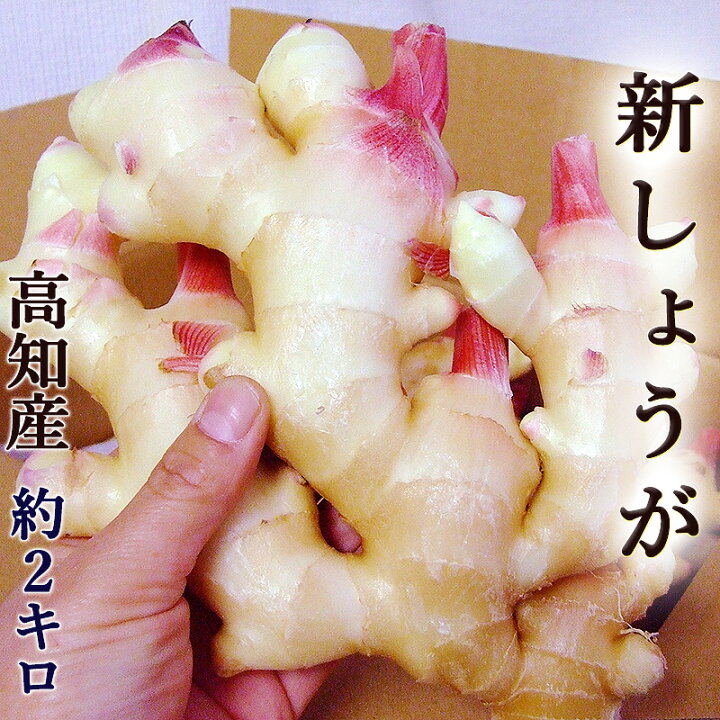 楽天市場】新生姜 約2kg 送料無料 高知産 新しょうが 新ショウガ 生姜  