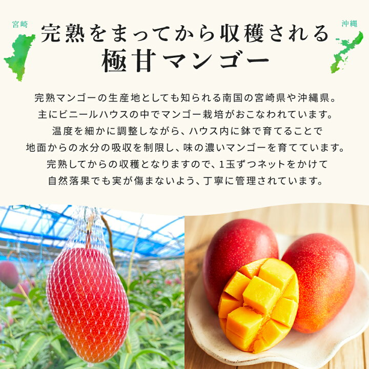 楽天市場】母の日 完熟マンゴー 2玉 マンゴー 宮崎 沖縄 県産 母の日 