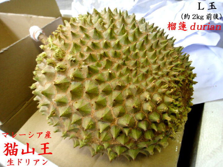楽天市場】マレーシア産【猫山王】 生ドリアンL玉（予約販売）8月下旬 