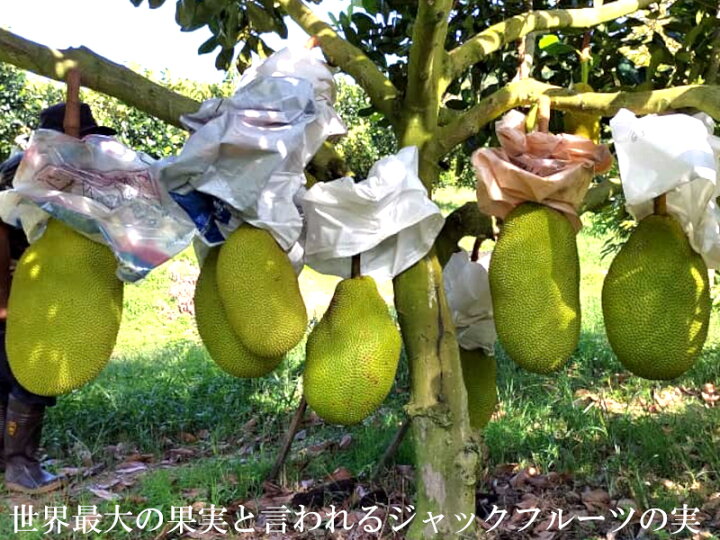 楽天市場】ジャックフルーツ マレーシア産 冷凍400g×5パック パラミツ 特大！ジャックフルーツ パラミツ約45cm12キロ