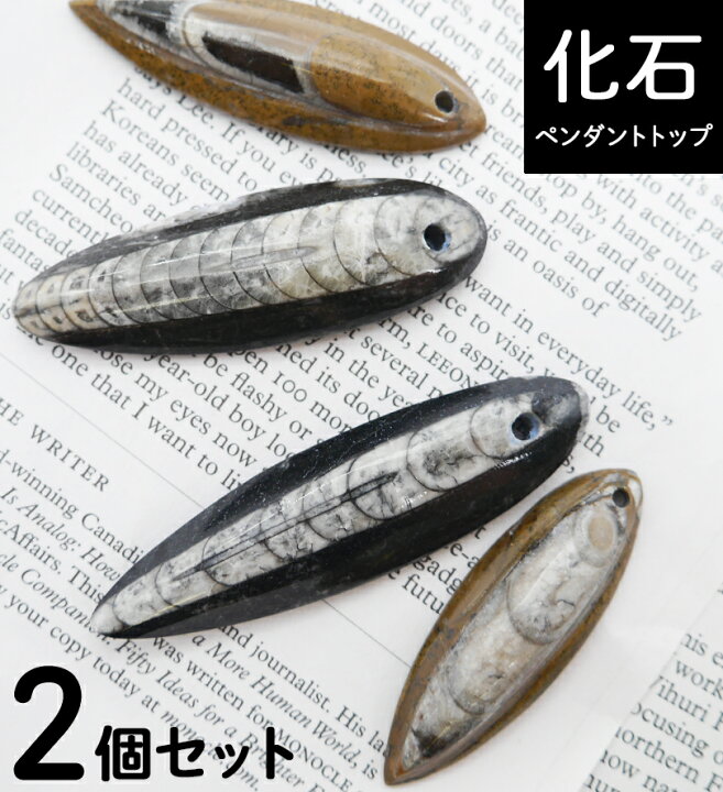 楽天市場】【化石ペンダントトップ 2個セット】化石 FOSSIL フォッシル 