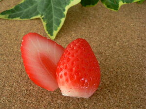 HiTv ObY C`S Jbg 3.2cm 21Zbg t[c ʕ y[200~\z