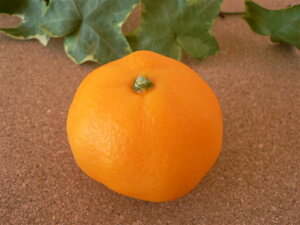 HiTv ObY ݂  t[c ʕ 