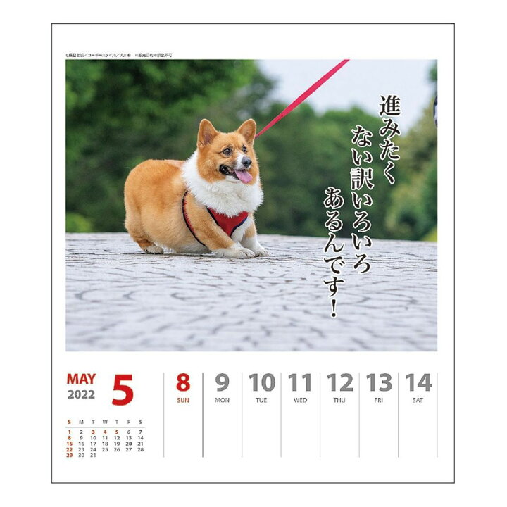 楽天市場 コーギー 犬川柳 週めくり 22 カレンダー 壁掛け 卓上 スケジュール いぬ ドッグ Apj かわいい 動物 写真 書き込み 令和4年 暦 メール便可 シネマコレクション キャラクターのシネマコレクション