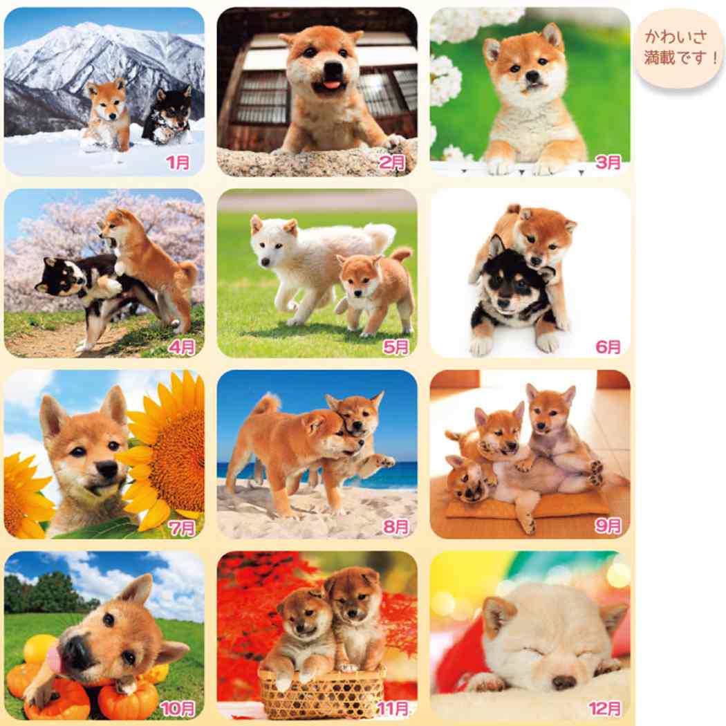 キャラクターのシネマコレクション2023Calendar 犬川柳 週めくり 柴犬 