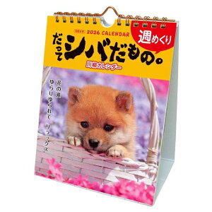 y12͖|Cg10{IzăVo 2026 Calendar J_[2026N T߂ XPW[  ANeBuR[|[V ʐ^  CeA ߘa8N [