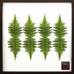 i Rumohra adiantiformis U[t@[ IFF-10032 [tA[gpl zt CeAA[gʔ