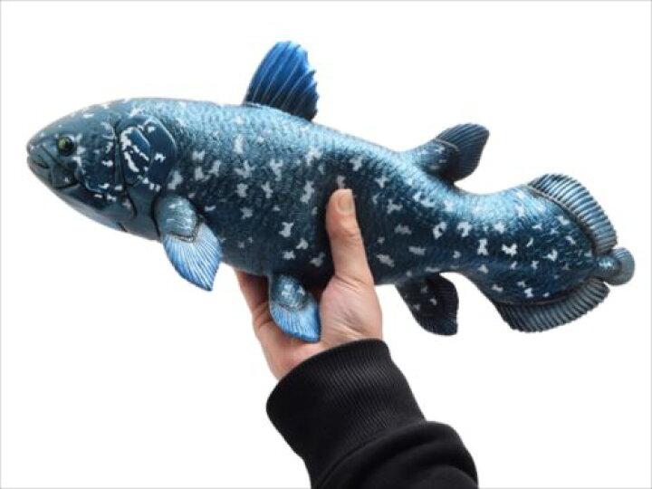楽天市場】古代魚 フィギュア ビッグサイズフィギュア ソフトビニール 