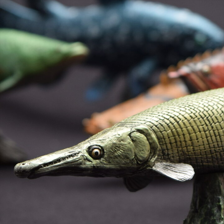 楽天市場 キューバンガー フィギュア ソフトモデルフィギュア マンファリ 古代魚 フェバリット 古生物 インテリア 雑貨 玩具 グッズ 通販 シネマコレクション キャラクターのシネマコレクション