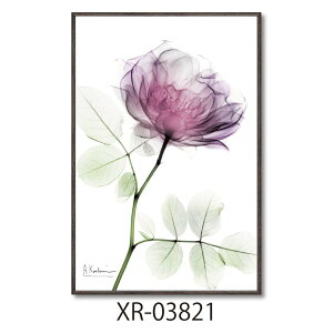 �y�|�C���g10�{ & �N�[�|���I�z�A���o�[�g�N�[�c�B�[�� �t�����[�A�[�g X RAY�L�����o�X�A�[�g ���E���h���[�Y S�T�C�Y ���[�p���[ XR-03821 �z�t�� �C���e���A ���i �V�l�}�R���N�V����