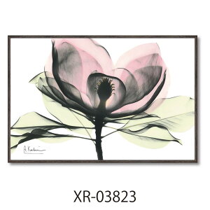 �y�|�C���g10�{ & �N�[�|���I�z�A���o�[�g�N�[�c�B�[�� �t�����[�A�[�g X RAY�L�����o�X�A�[�g �s���N�}�O�m���A S�T�C�Y ���[�p���[ XR-03823 �z�t�� �C���e���A ���i �V�l�}�R���N�V����