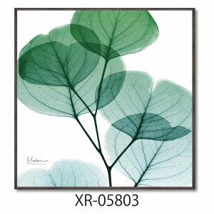 �y�ő�1000�~OFF�N�[�|���I�z�A���o�[�g�N�[�c�B�[�� �t�����[�A�[�g X RAY�L�����o�X�A�[�g ���[�J�����C�g �X�N�G�AS ���[�p���[ XR-05803 �z�t�� �C���e���A ���i �V�l�}�R���N�V����