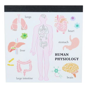 STUDY HOLIC  XNGApbh lސw Green Flash Vw pi ObY [։ Vl}RNV v[g j̎q ̎q Mtgo^C