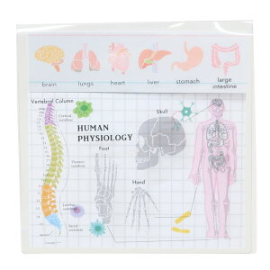 STUDY HOLIC t NAJo[ӂ lސw Green Flash Vw pi ObY [։ Vl}RNV v[g j̎q ̎q Mtg