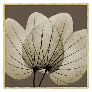 �y�ő�1000�~OFF�N�[�|���I�z�A���o�[�g �N�[�c�B�[�� �t�����[�A�[�g X RAY �L�����o�X�A�[�g ���[�t �u���E��2 �X�N�G�AS XR-05808 ���[�p���[ �C���e���A �M�t�g �G�� ���{�� �O�b�Y ���i �V