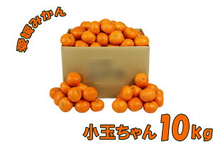 QY B݂ Q݂ ʂ 10kg 140`155 2S/3STCY ʕ t[c  Yn TCY   ʂ