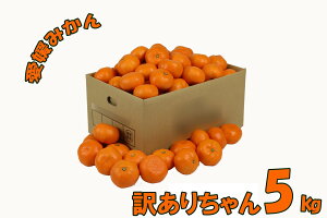 QY B݂ Q݂ 󂠂肿 5kg TCYs ʕ t[c  Yn 󂠂 󂠂肿 LY 