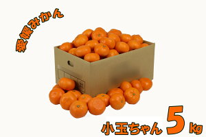 QY B݂ Q݂ ʂ 5kg 70`85 2S/3STCY ʕ t[c  Yn TCY   ʂ