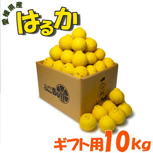 ���Q���Y �͂邩 10kg �M�t�g�p �����p ��35�`40�� L/2L�T�C�Y