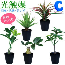 [ あす楽 ][ 送料無料 ] フェイクグリーン 光触媒 観葉植物 ミニ インテリア 造花 抗菌 防カビ ブラックポット 卓上 ミニポット 陶器 鉢 おしゃれ かわいい 国内加工 リアル 装飾品 飾り付け 店舗 ギフト 全5種 パキラ センチュリー コーデックス シュフレラ ドラセナ