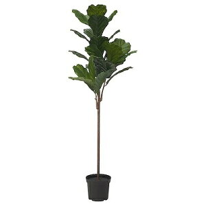IKEA CPA lHϗtA  Op fiddle leaf fig 19cm m60568891 FEJKA tFCJ AEghA G  K[f DIY ϗtA  lHϗtA tFCNO[  Vv k 킢