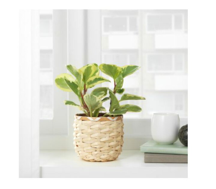 楽天市場 Ikea イケア 鉢カバー 竹 9cm N プランター 植木鉢カバー Kaffebona カフェボーナ 花 ガーデン ガーデニング 植木鉢 プランターカバー おしゃれ シンプル 北欧 かわいい 株式会社クレール
