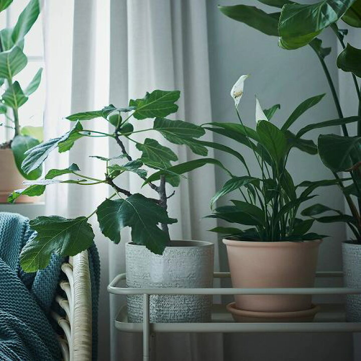 楽天市場 Ikea イケア 鉢カバー 室内 屋外用 ホワイト15cm M Chiafron シーアフローン 花 ガーデン ガーデニング 植木鉢 プランターカバー おしゃれ シンプル 北欧 かわいい 株式会社クレール