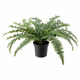 楽天市場 アビス 観葉植物の通販