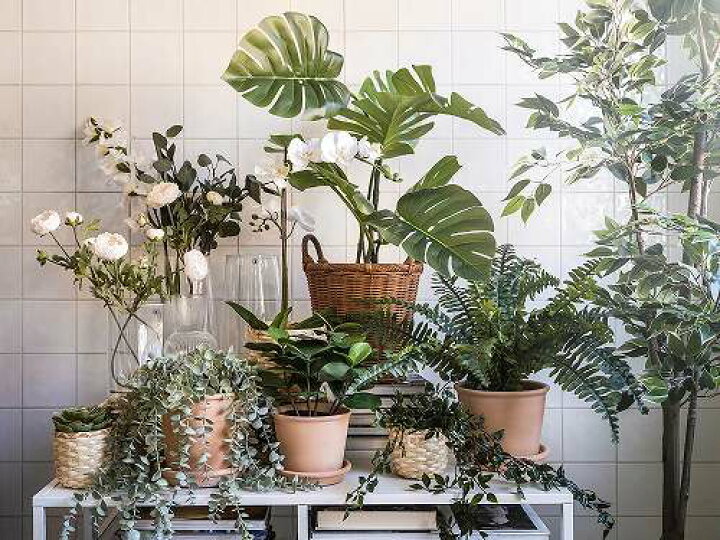 楽天市場 Ikea イケア 人工観葉植物 室内 屋外用 モンステラ 19x90cm M Fejka フェイカ 花 ガーデン 観葉植物 造花 フェイクグリーン おしゃれ シンプル 北欧 かわいい 株式会社クレール
