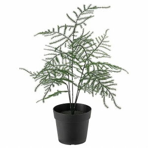 アスパラガス 花 観葉植物の人気商品 通販 価格比較 価格 Com